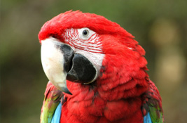 Parrots