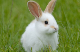 Rabbits