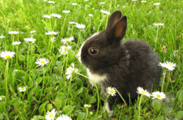 Rabbits