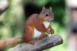 Squirrels