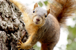 Squirrels