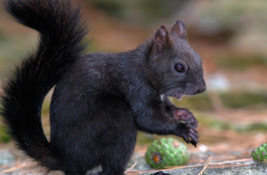 Squirrels