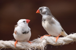 Wild Birds