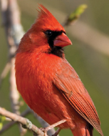 Wild Birds Need Our Help