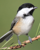 Wild Birds Need Our Help