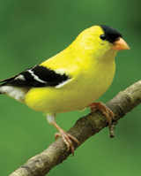 Popular North American Wild Birds