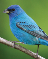 Wild Birds Need Our Help