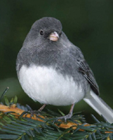 Wild Birds Need Our Help
