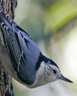 Wild Birds Need Our Help