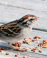 Wild Birds Need Our Help
