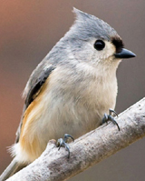 Wild Birds Need Our Help