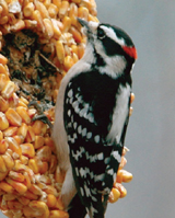 Wild Birds Need Our Help
