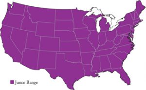Popular North American Wild Birds - Junco