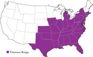 Popular North American Wild Birds - Titmouse