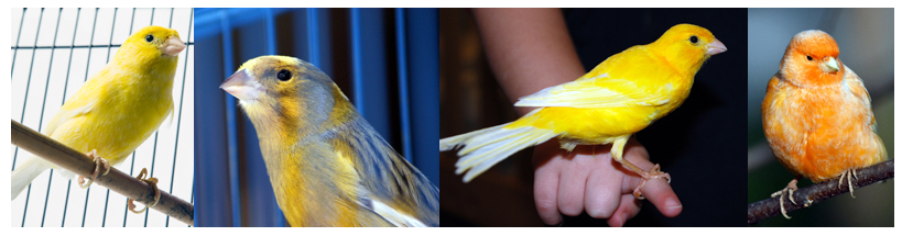 Pet Care - Canaries
