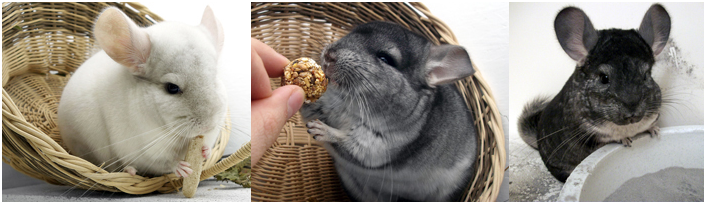 Pet Care - Chinchillas