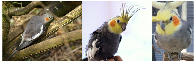 Pet Care - Cockatiels