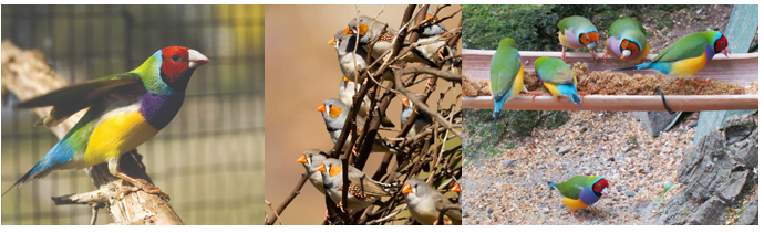 Pet Care - Finches
