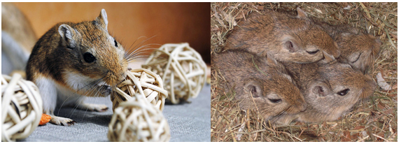 Pet Care - Gerbils