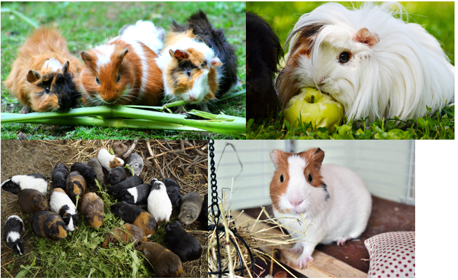 Pet Care - Guinea Pigs