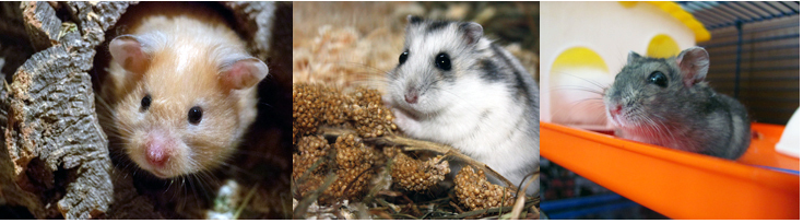 Pet Care - Hamsters