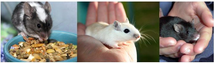 Pet Care - Mice
