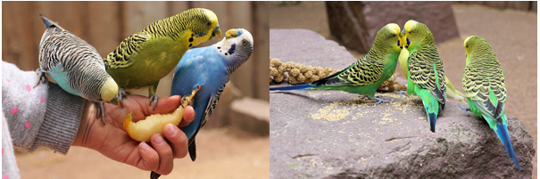 Pet Care - Parakeets