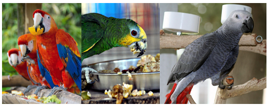 Pet Care - Parrots