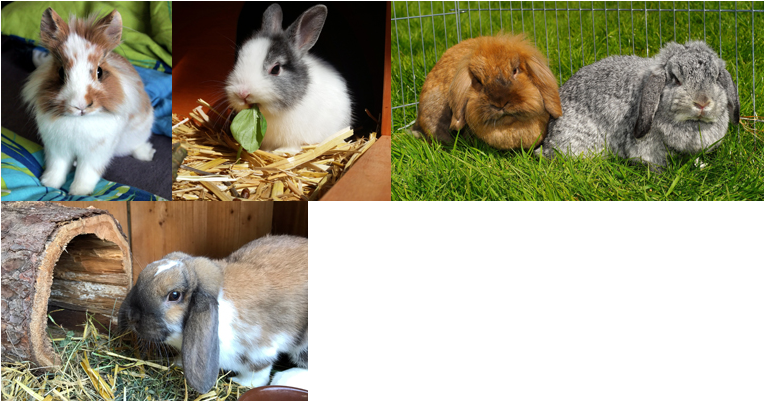 Pet Care - Rabbits
