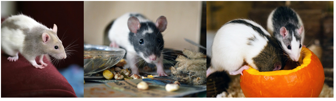 Pet Care - Rats