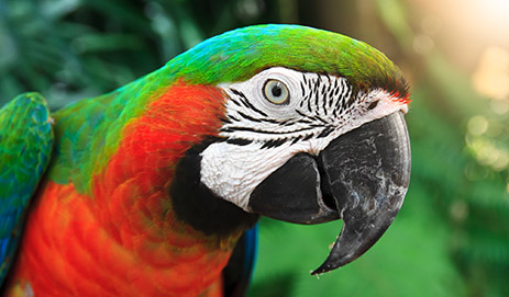 Parrot & Macaw Food