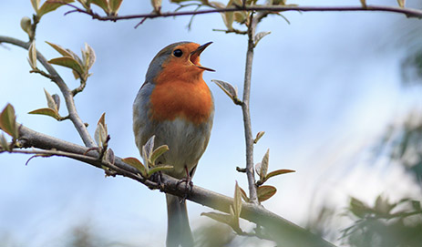 Songbird Seeds