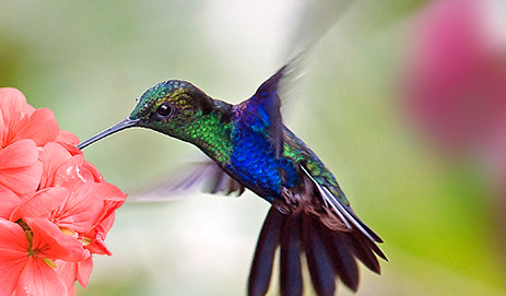 Hummingbirds Seeds
