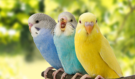 Parakeet Food
