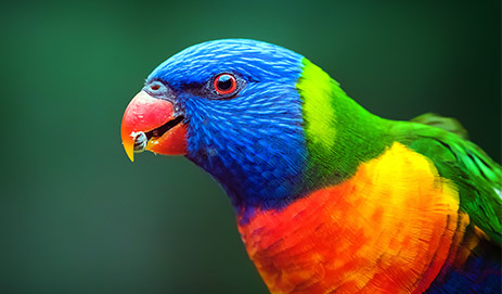 Lorikeet Food