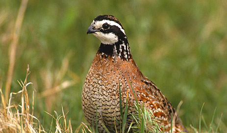 Dove, Pigeon & Quail Seeds