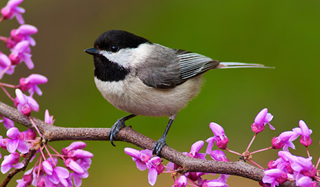 Chickadee & Nuthatch Foods