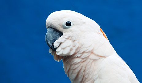 Large Hookbill Food