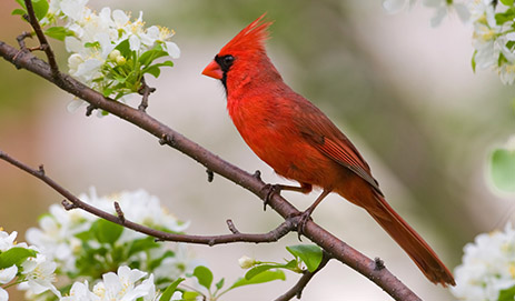Cardinal Foods