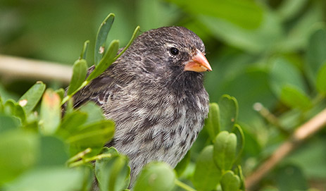 Finch Food & Seeds