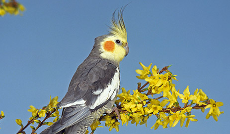 Cockatiel, Conure & Lovebird Food