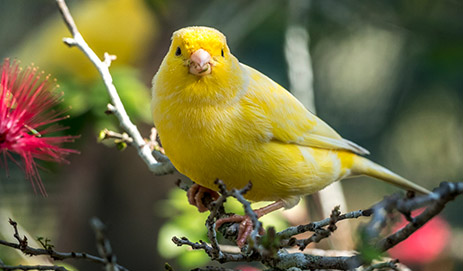 Canary Food & Supplies