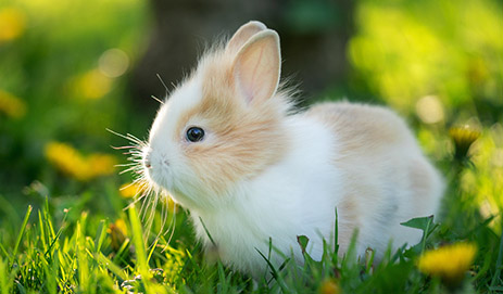Rabbit Foods & Supplies