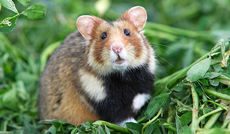 Hamster & Gerbil Foods