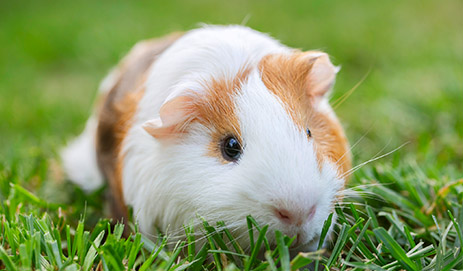 Guinea Pig Treats
