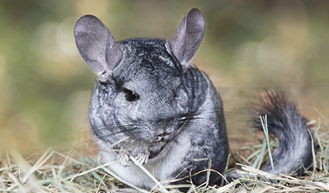 Chinchilla Supplies & Foods