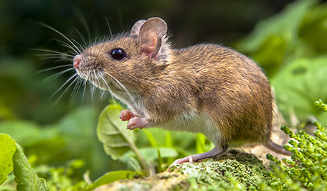 Mouse & Rat Supplies