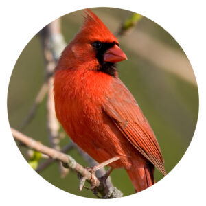 Popular North American Wild Birds - Cardinal