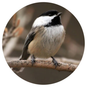 Popular North American Wild Birds - Chickadee