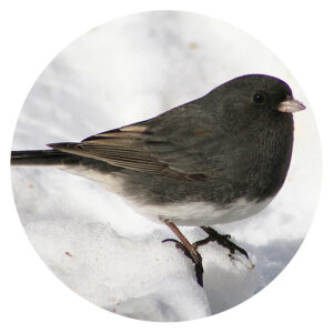 Popular North American Wild Birds - Junco